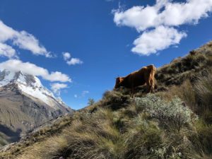 Pérou : L'incroyable laguna 69  - Nicolas-Locque