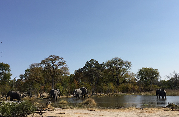 Voyage Namibie et Botswana 4 semaines sans réservations - Morchella