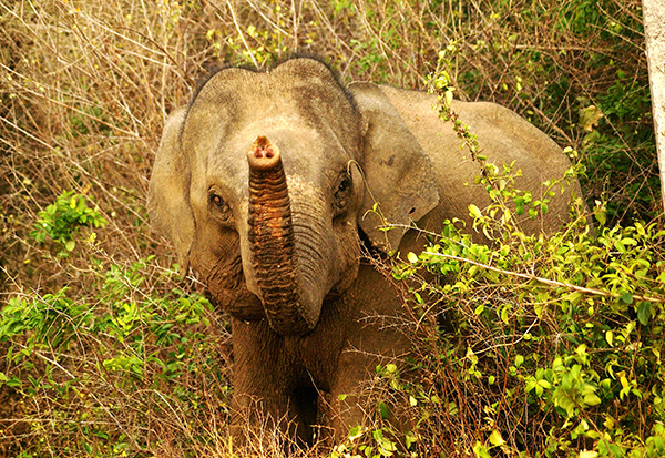 Le Sri Lanka, Scènes de vie...  - steevounette