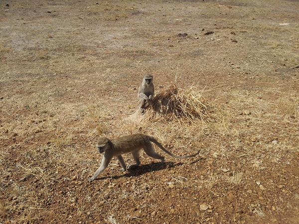 Voyage Namibie et Botswana 4 semaines sans réservations - Morchella