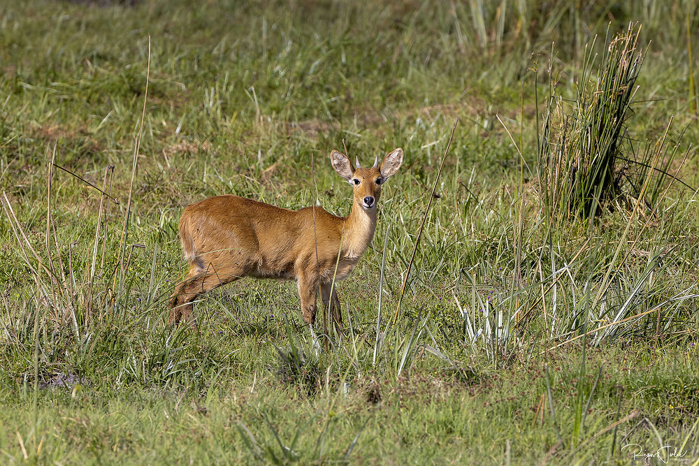 Re: 3 semaines dans les parcs du Kenya - rjulie95