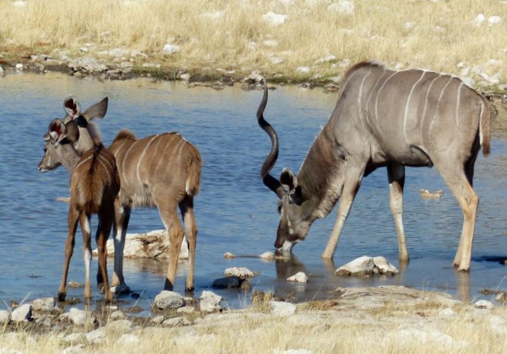 Re: 3 fabuleuses semaines Namibiennes- juillet 2021 - Patbillvoyage