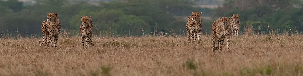 Re: Kenya juillet 2021 un nouveau safari de Samburu au Massai Mara en passant par Meru et Aberdare NP - Karen56