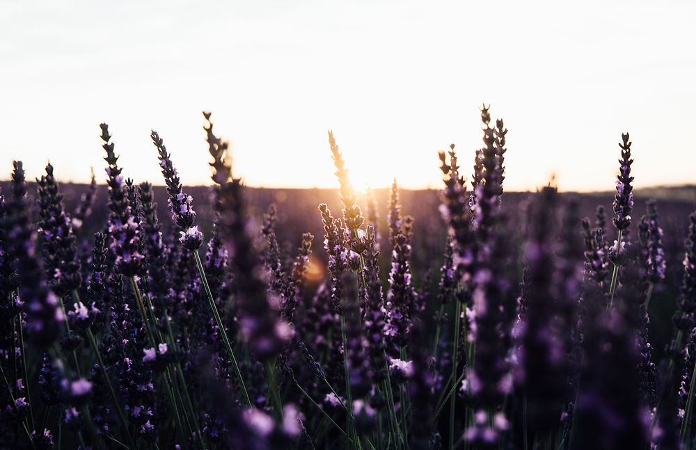 Vous pouvez admirer le champ de fleurs le plus instagrammable du