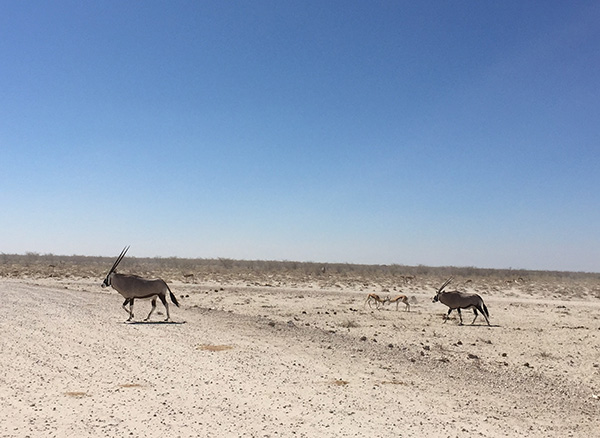 Voyage Namibie et Botswana 4 semaines sans réservations - Morchella