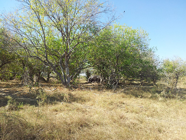 Voyage Namibie et Botswana 4 semaines sans réservations - Morchella