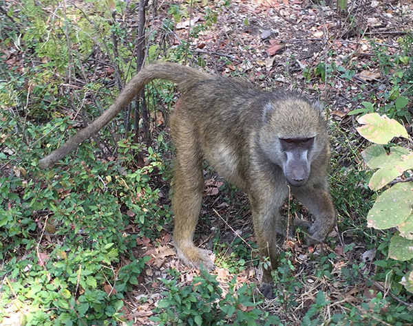 Voyage Namibie et Botswana 4 semaines sans réservations - Morchella