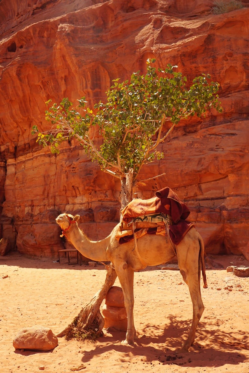 Re: Wadi Rum avec Atallah Alzlabiah - Born-to-be-world