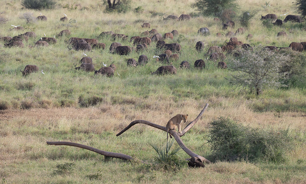 Re: Karibu Kenya février 2022 - Karen56