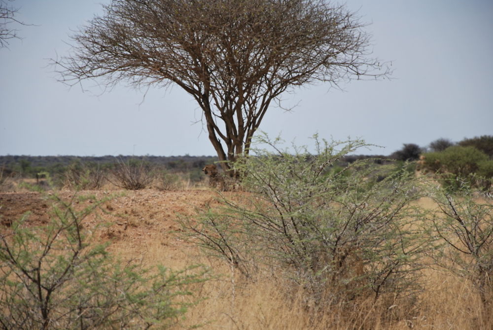 Récit d'un merveilleux voyage en Namibie - llce