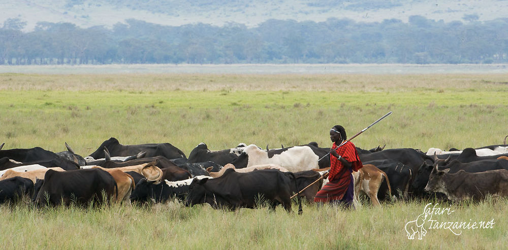 Re: Les Massaïs de Tanzanie - BLESL