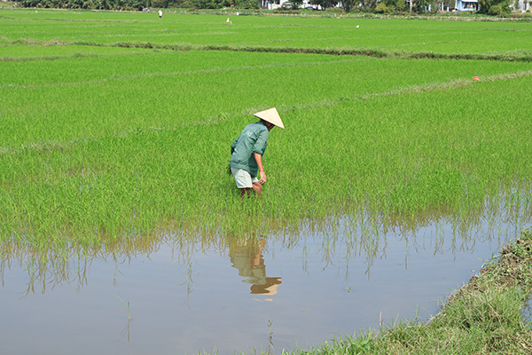 Compte rendu de 24 jours à travers le Vietnam - llidia