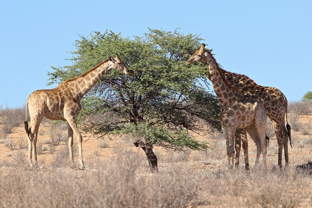 La Namibie et le risque terroriste. - puma