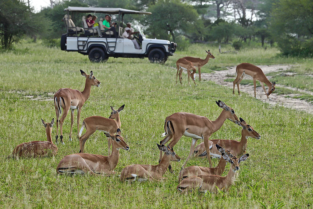 Re: Safari en tanzanie : SUD ou NORD - puma