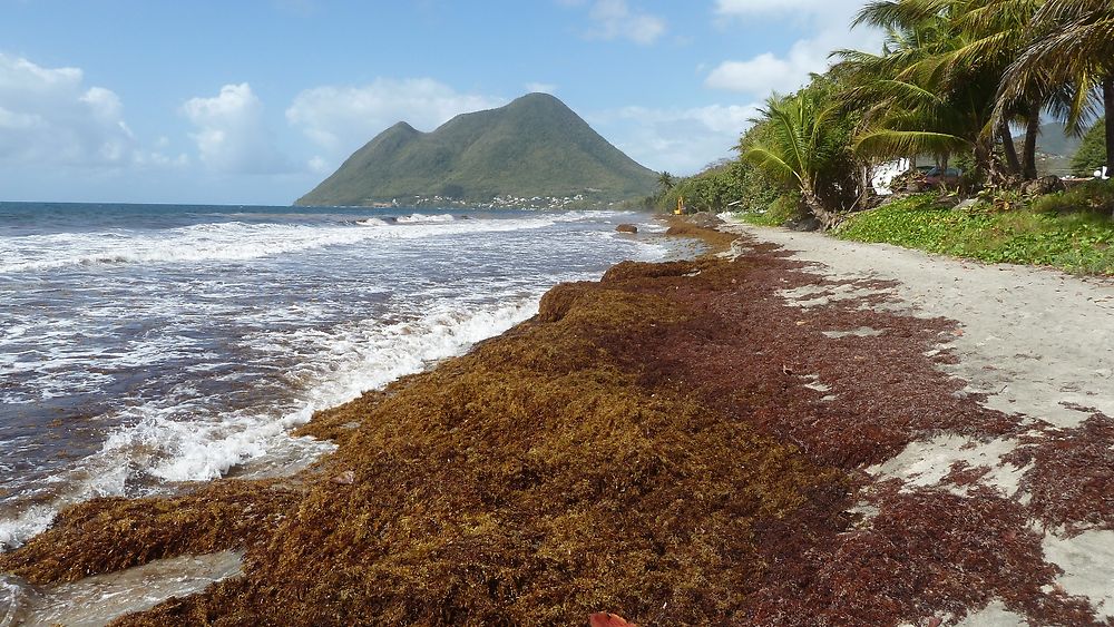 Re: Alerte plages au Diamant  - Madikéra