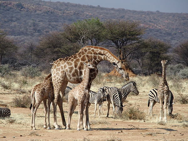 Retour de 3 semaines en Namibie en camping-car - Airelle2