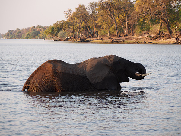 Retour de 3 semaines Chutes Victoria-Botswana-Namibie - drcarter