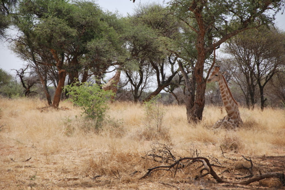 Récit d'un merveilleux voyage en Namibie - llce