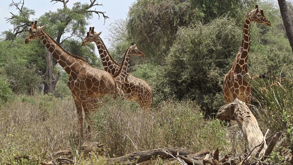 Re: Safari en Tanzanie, quel circuit choisir - puma