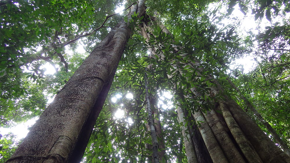 retour trekking Bukit Lawang - chgut