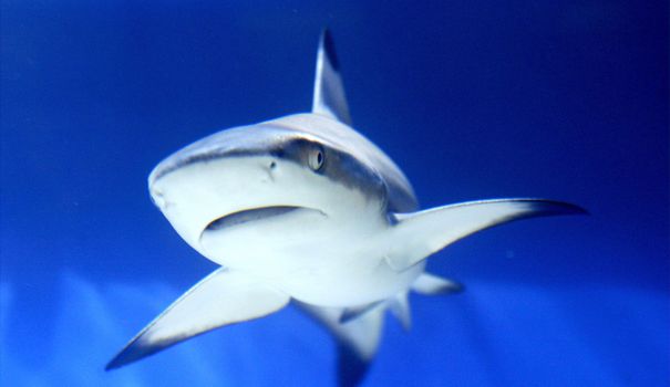 Infos requin à Maurice - Forum Île Maurice, Rodrigues - Forums
