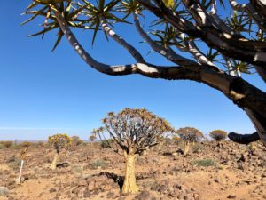 Namibie : La quiver tree forrest - Nicolas-Locque