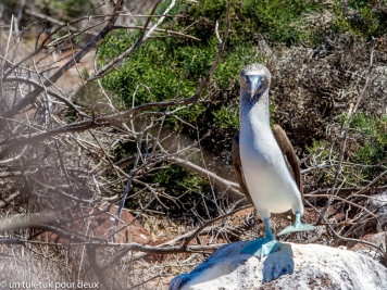 12 jours aux Îles Galápagos en autonomie, c'est vraiment merveilleux! - un-tuk-tuk-pour-deux