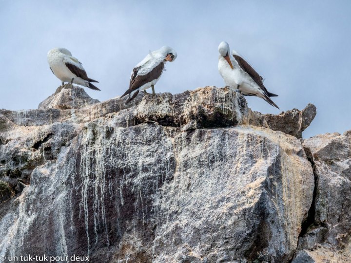 12 jours aux Îles Galápagos en autonomie, c'est vraiment merveilleux! - un-tuk-tuk-pour-deux