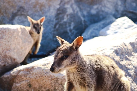 Kangourous, Koalas, Crocodiles et Araignées - 1 mois de Road Trip en Australie - Adelette