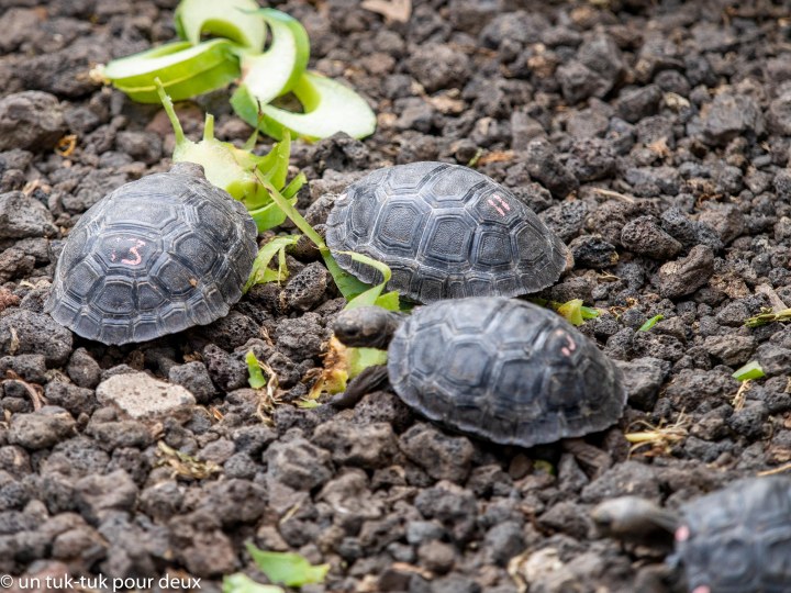 12 jours aux Îles Galápagos en autonomie, c'est vraiment merveilleux! - un-tuk-tuk-pour-deux