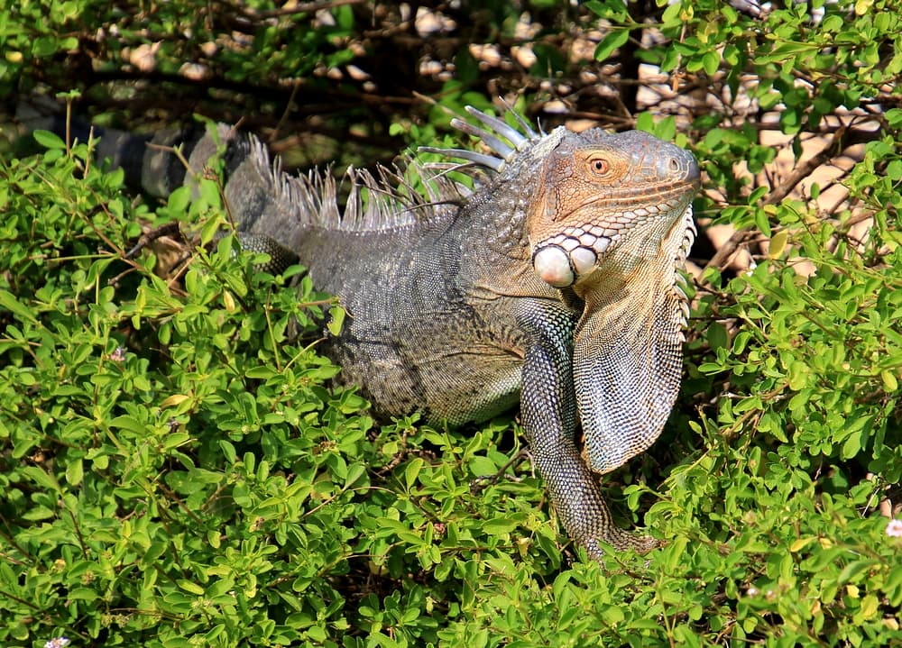 Iguane observateur