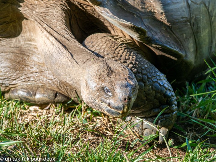 12 jours aux Îles Galápagos en autonomie, c'est vraiment merveilleux! - un-tuk-tuk-pour-deux