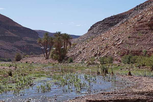 Circuit 10 jours au Maroc dans les oasis avec 3 enfants (11, 9 et 5 ans) - Toussaint 2015 - laroliere