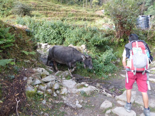 Vers le camp de base de l'Annapurna ! - fab_lio