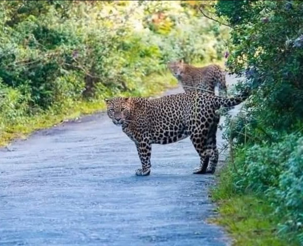 Horton Plains shandeep