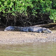 Kangourous, Koalas, Crocodiles et Araignées - 1 mois de Road Trip en Australie - Adelette