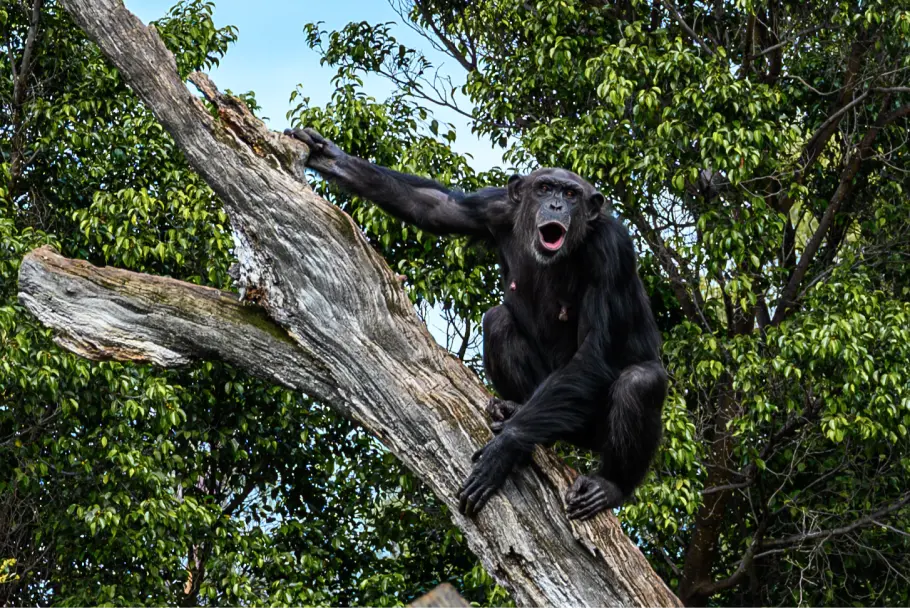 bioparc-singe