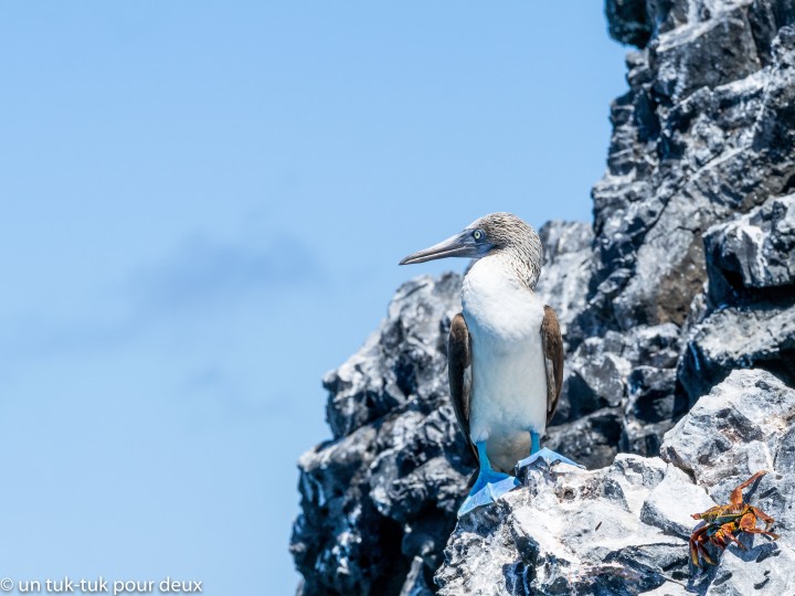 12 jours aux Îles Galápagos en autonomie, c'est vraiment merveilleux! - un-tuk-tuk-pour-deux