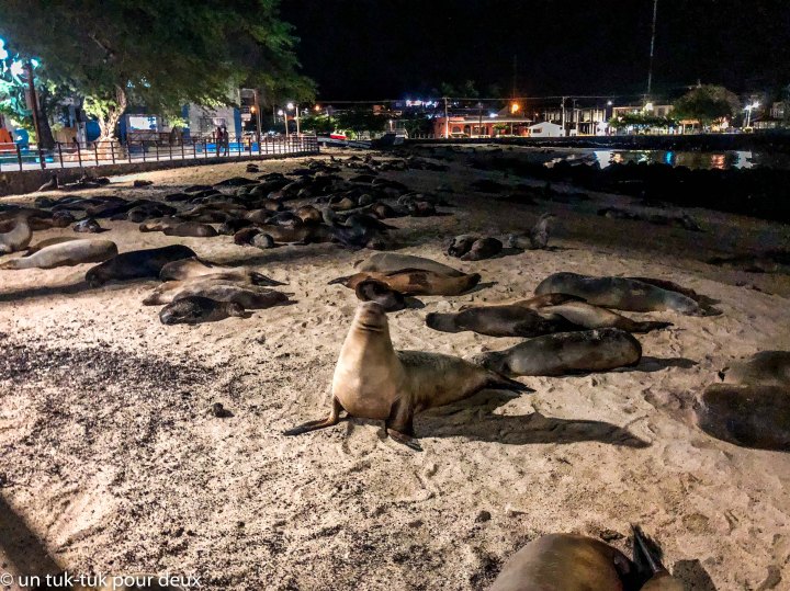 12 jours aux Îles Galápagos en autonomie, c'est vraiment merveilleux! - un-tuk-tuk-pour-deux