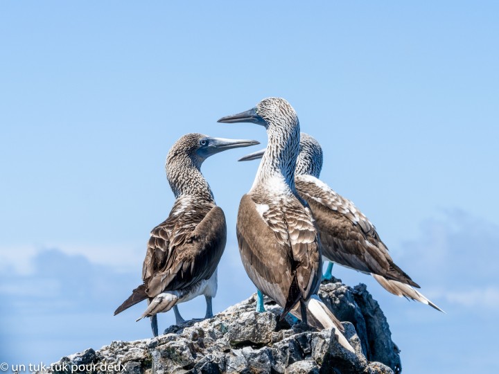 12 jours aux Îles Galápagos en autonomie, c'est vraiment merveilleux! - un-tuk-tuk-pour-deux