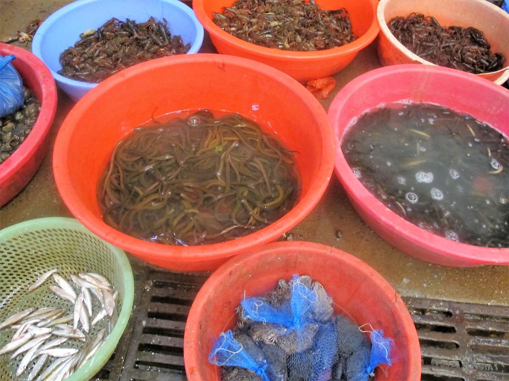 3 semaines au pays du soleil levant. Beijing, la grande muraille sur ses portions de Mutianyu et de Simatai, L’ascension du mont Hua Shan, les cultures en terrasse de Longji, la rivière Li, Hong-Kong, Macao, Shanghai - lebalouder 3 semaines au pays du soleil levant. Beijing, la grande muraille sur ses portions de Mutianyu et de Simatai, L’ascension du mont Hua Shan, les cultures en terrasse de Longji, la rivière Li, Hong-Kong, Macao, Shanghai - lebalouder