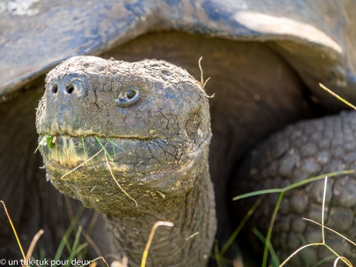 12 jours aux Îles Galápagos en autonomie, c'est vraiment merveilleux! - un-tuk-tuk-pour-deux