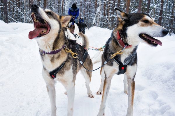 chiens traineaux