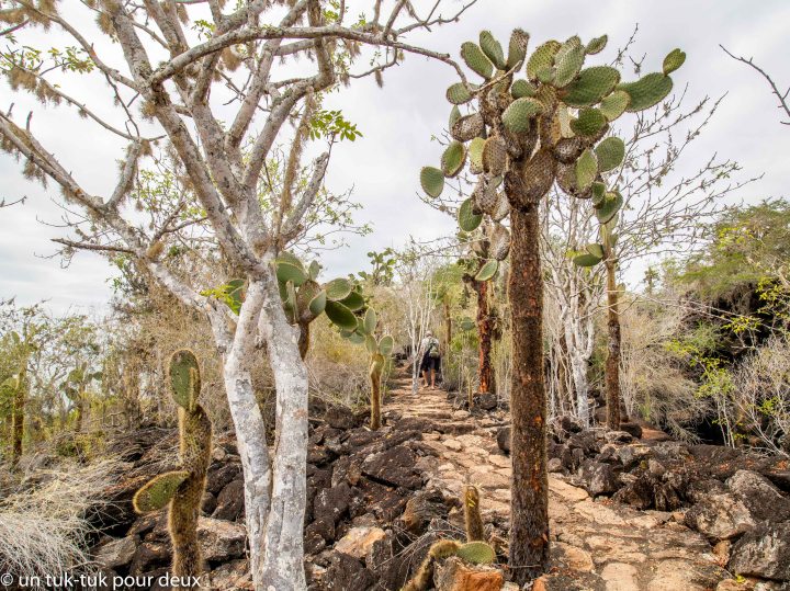 12 jours aux Îles Galápagos en autonomie, c'est vraiment merveilleux! - un-tuk-tuk-pour-deux