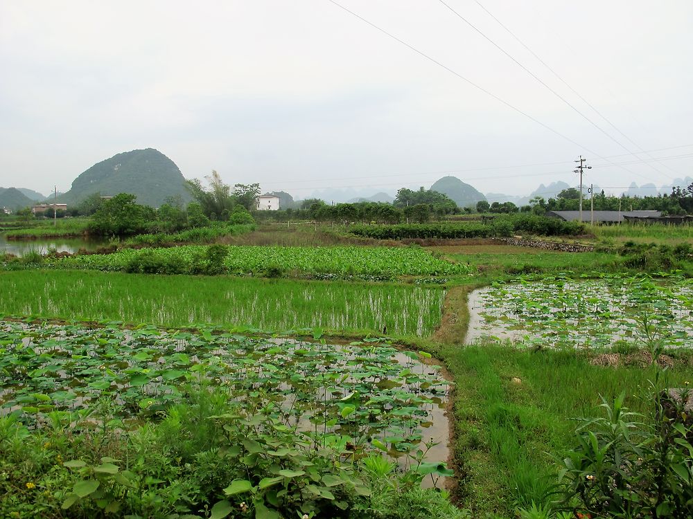 3 semaines au pays du soleil levant. Beijing, la grande muraille sur ses portions de Mutianyu et de Simatai, L’ascension du mont Hua Shan, les cultures en terrasse de Longji, la rivière Li, Hong-Kong, Macao, Shanghai - lebalouder 3 semaines au pays du soleil levant. Beijing, la grande muraille sur ses portions de Mutianyu et de Simatai, L’ascension du mont Hua Shan, les cultures en terrasse de Longji, la rivière Li, Hong-Kong, Macao, Shanghai - lebalouder