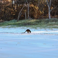 Kangourous, Koalas, Crocodiles et Araignées - 1 mois de Road Trip en Australie - Adelette