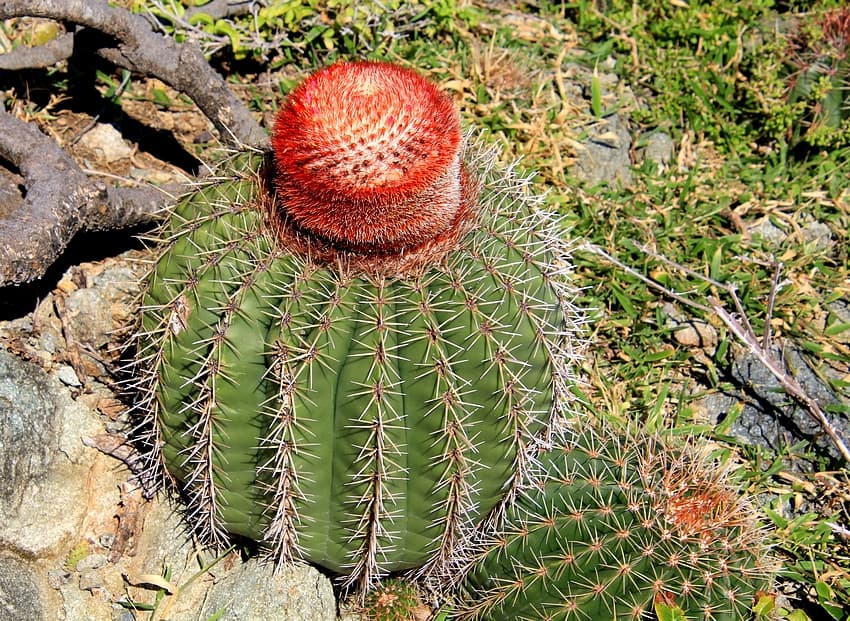 Cactus à chapeau rouge