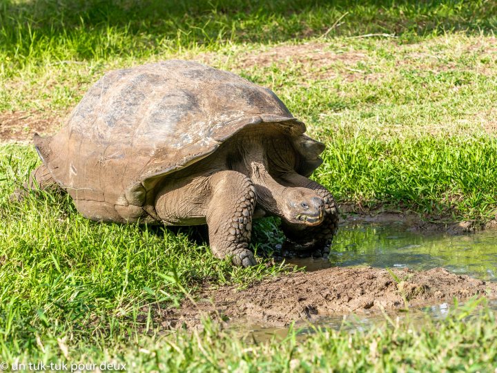 12 jours aux Îles Galápagos en autonomie, c'est vraiment merveilleux! - un-tuk-tuk-pour-deux