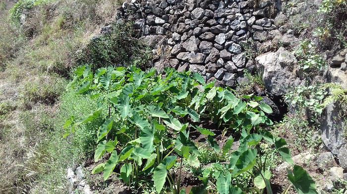 2 semaines de randonnées à Santo Antao (Cap Vert) - Mercuri63