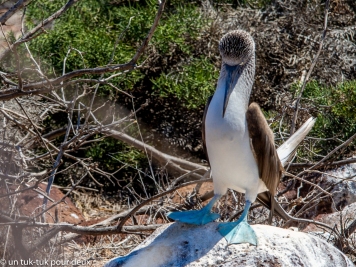 12 jours aux Îles Galápagos en autonomie, c'est vraiment merveilleux! - un-tuk-tuk-pour-deux